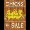 Chicks For Sale