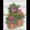 African Violets Pink