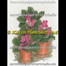 African Violets Pink